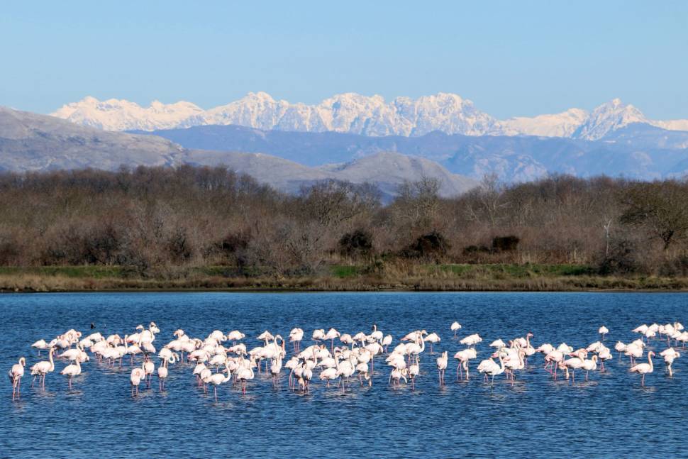 Flamingoes in Ulcinj in Montenegro - Best Season
