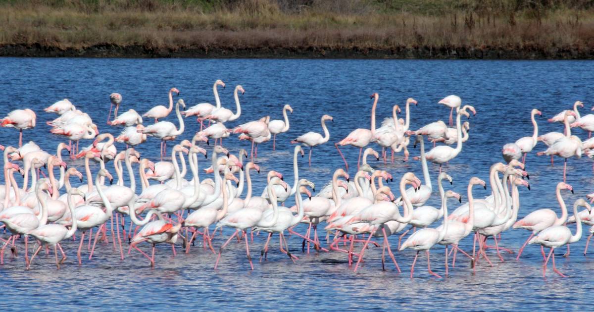 Flamingoes in Ulcinj in Montenegro - Best Time