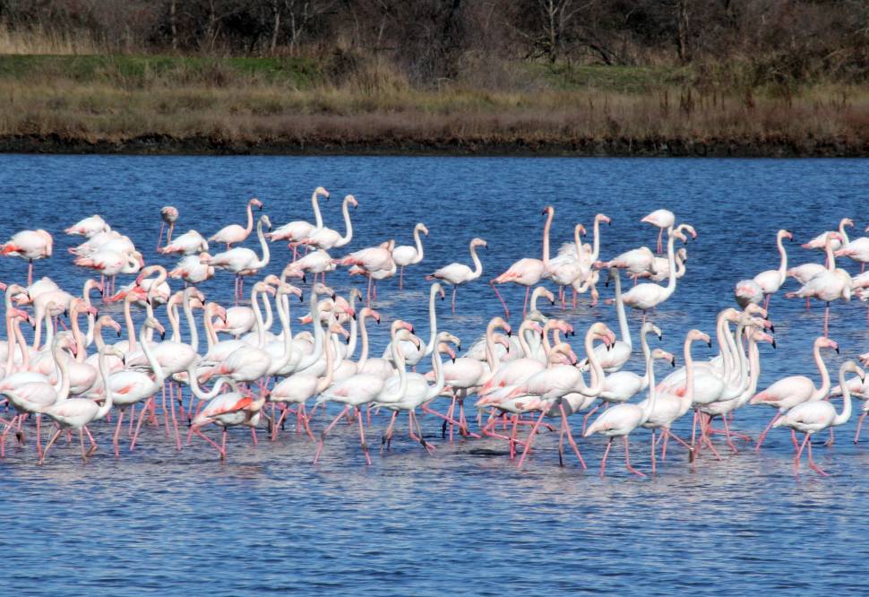 Flamingoes in Ulcinj in Montenegro - Best Time