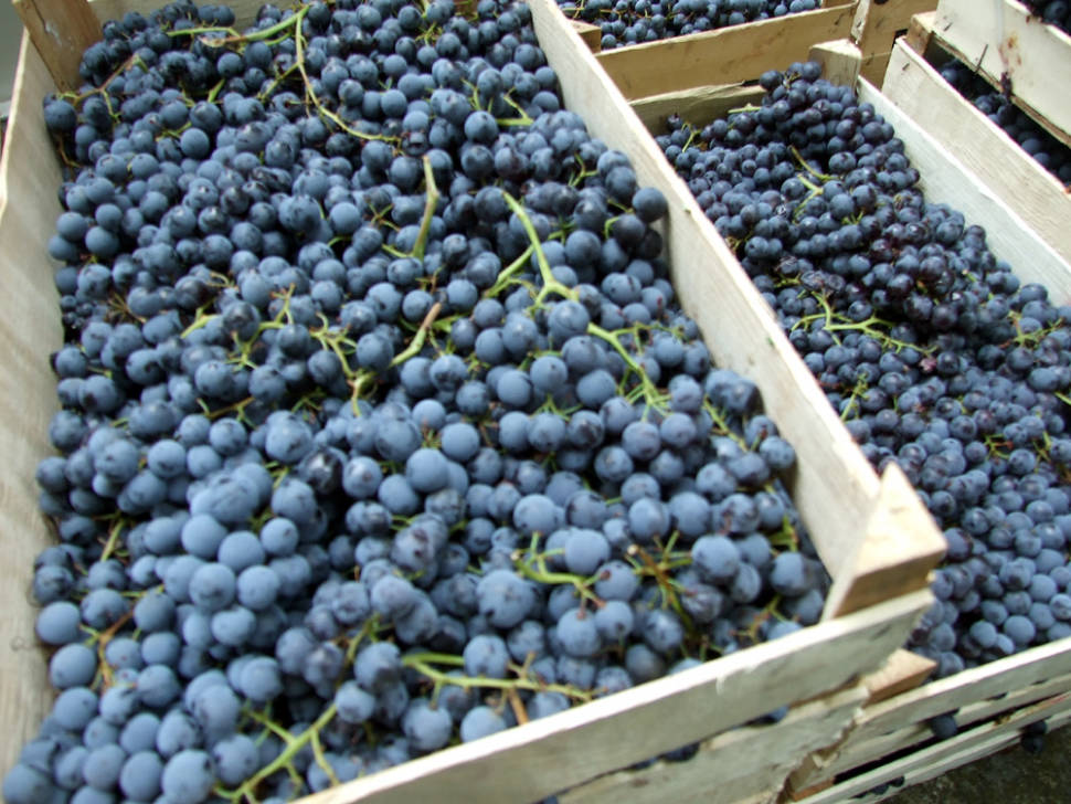 Grape Syrup in Montenegro - Best Time