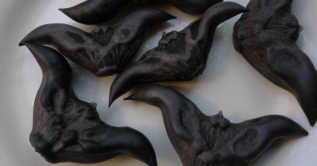 Kasaronja or Water Caltrop in Montenegro - Best Time