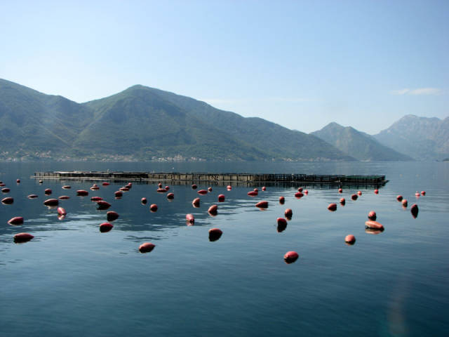 Mussels Season in Montenegro - Best Season