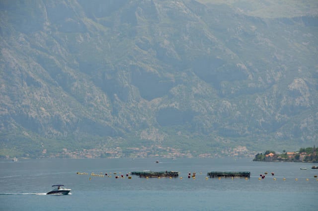 Best time for Mussels Season in Montenegro