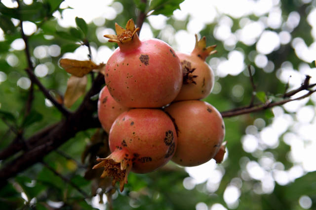 Pomegranate in Montenegro - Best Season