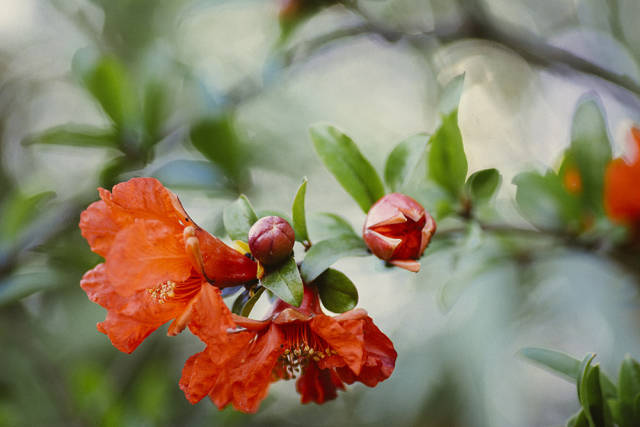 Best time for Pomegranate in Montenegro