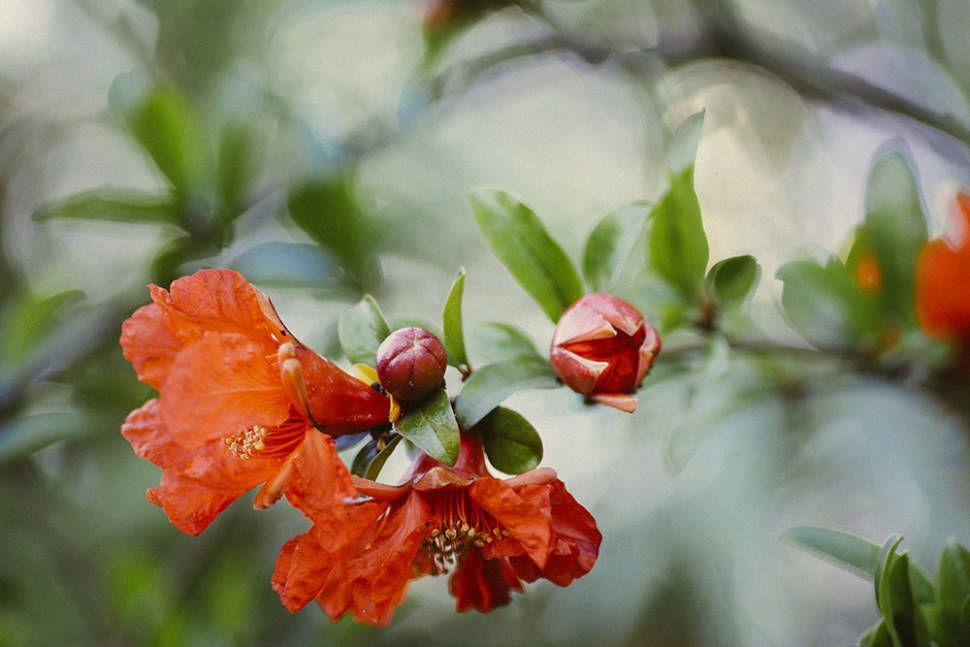 Best time for Pomegranate in Montenegro