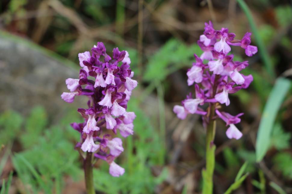 Best time to see Wild Flowers in Montenegro