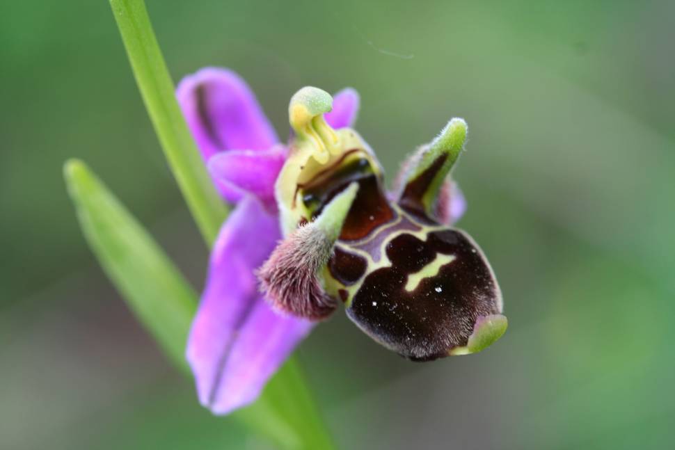 Wild Flowers in Montenegro - Best Season