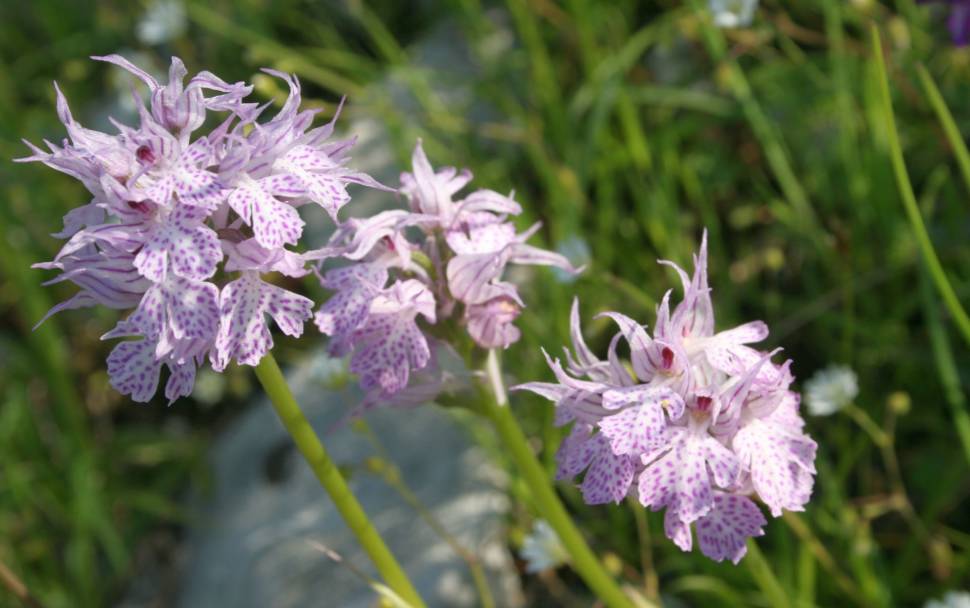 Best time for Wild Flowers in Montenegro
