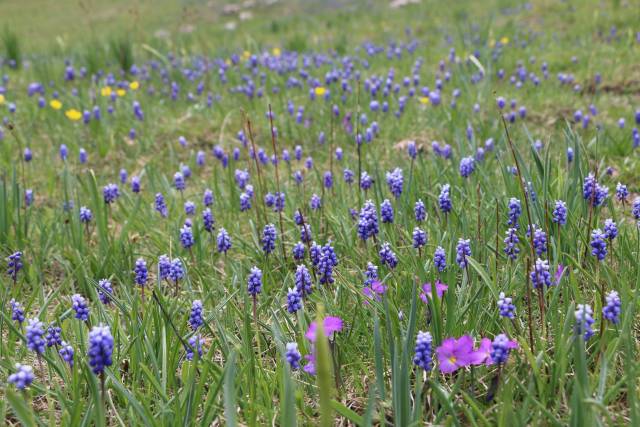 Wild Flowers in Montenegro - Best Time