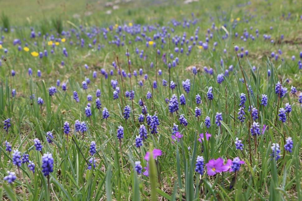 Wild Flowers in Montenegro - Best Time