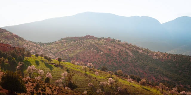Almond Blossom Season in Morocco - Best Season