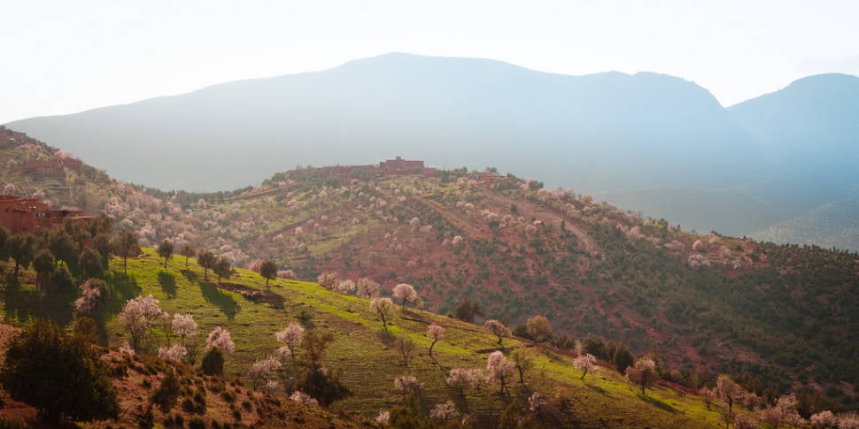 Almond Blossom Season in Morocco - Best Season