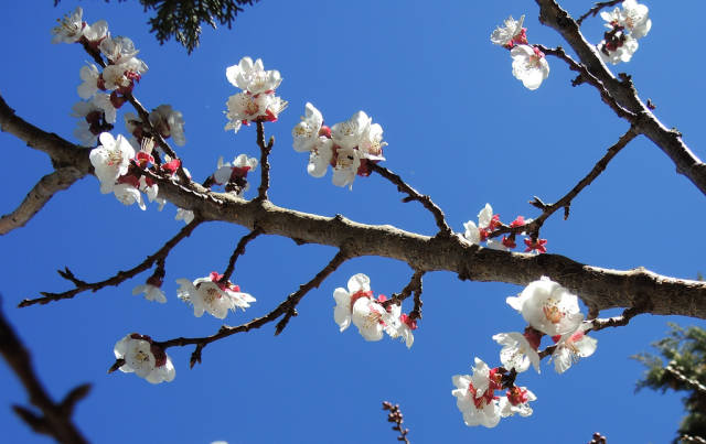 Best time for Almond Blossom Season in Morocco