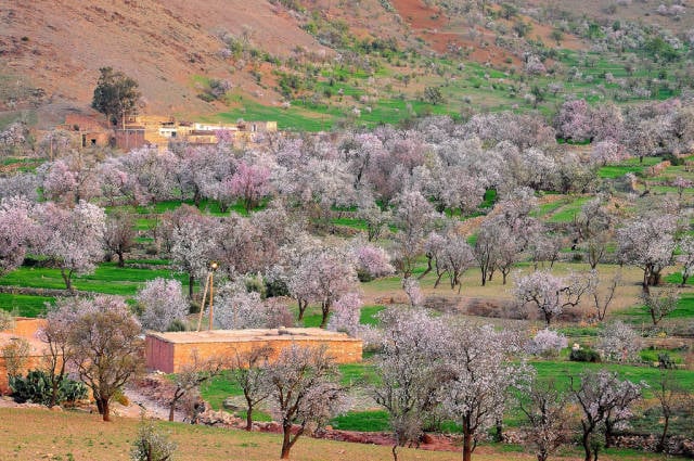 Almond Blossom Season in Morocco - Best Time