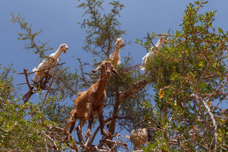 Best time for Goats of Souss Valley in Morocco