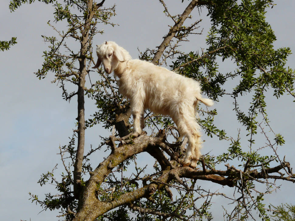 Goats of Souss Valley in Morocco - Best Season