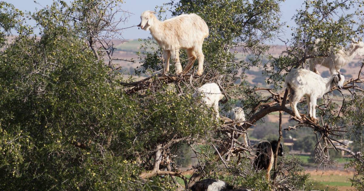 Goats of Souss Valley in Morocco - Best Time