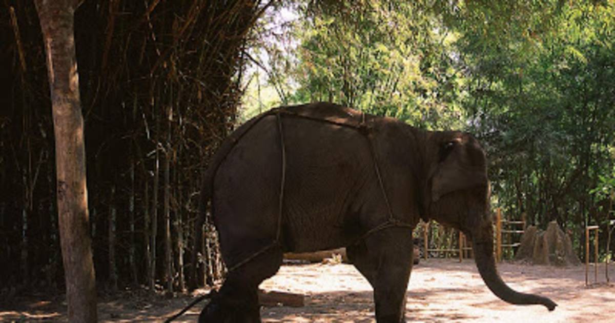 Alaungdaw Kathapa National Park in Myanmar - Best Time