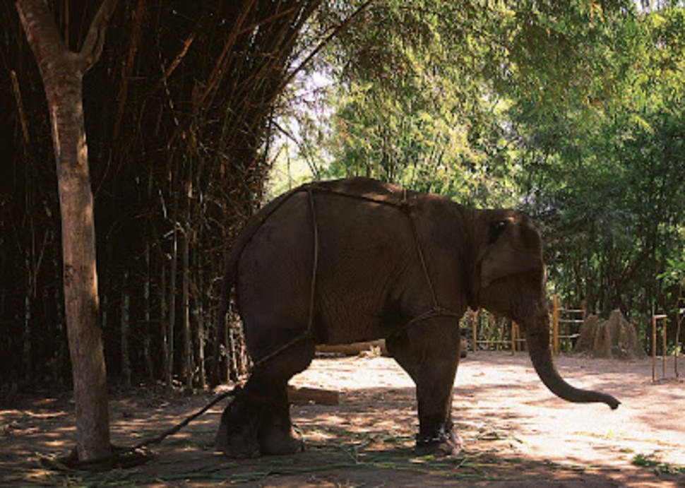 Alaungdaw Kathapa National Park in Myanmar - Best Time