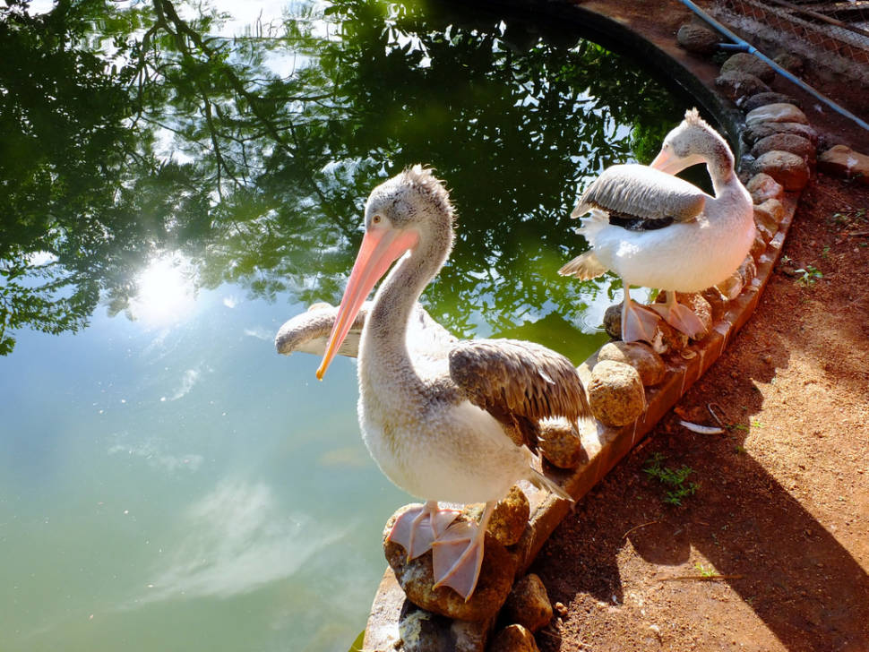 Pelicans
