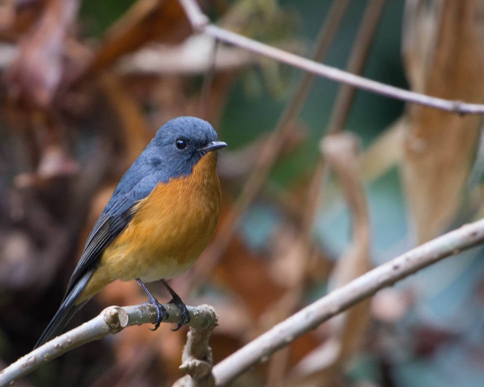Slaty-backed Flycatcher