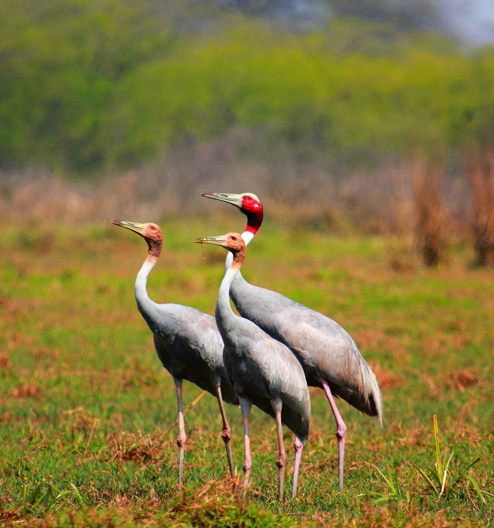 Eastern Sarus Cranes
