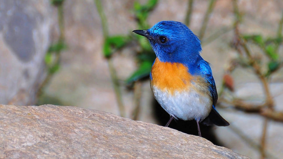 Blue-throated Flycatcher