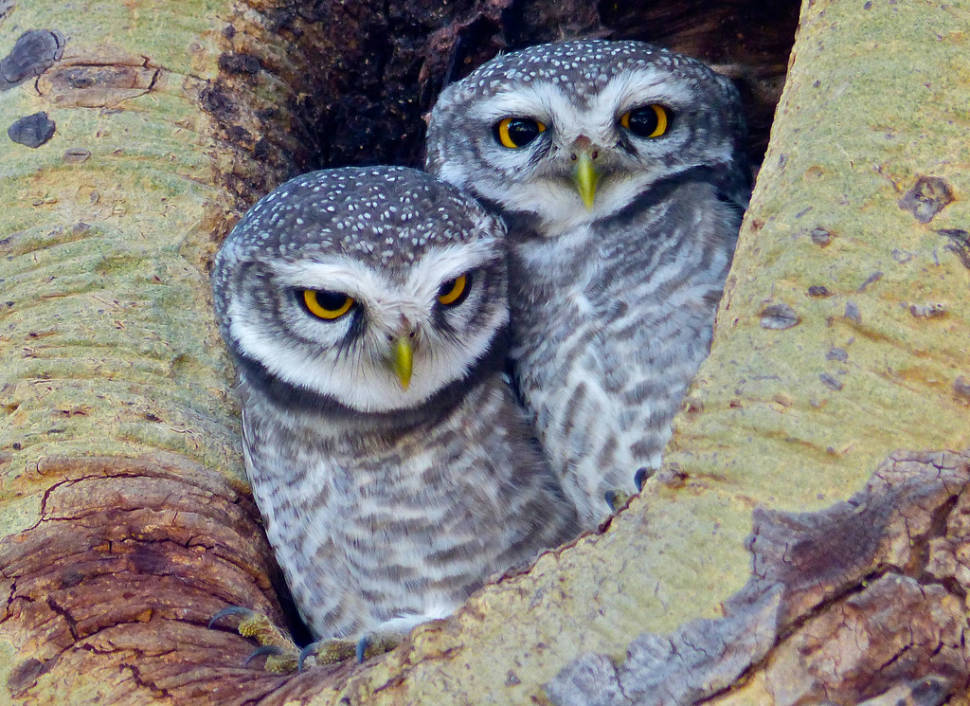 Birdwatching in Myanmar - Best Time