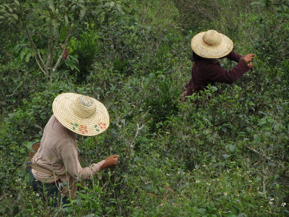 Workers harvesting tea on the hike around Kalaw