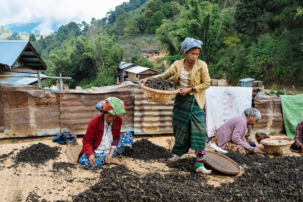 Burma's women preparing tea in Hsipaw: rough leaves are cut and then mixed with tender leaves