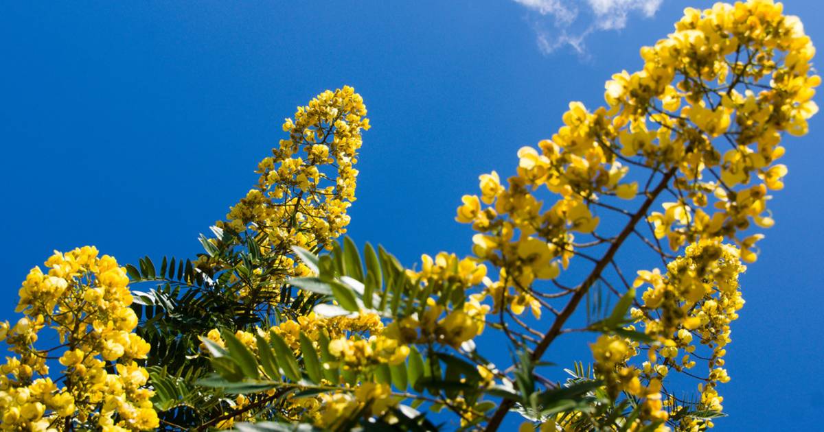 Padauk Blossom in Myanmar - Best Time