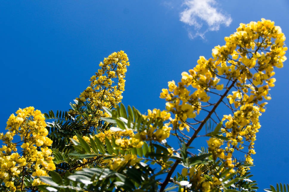 Padauk Blossom in Myanmar - Best Time