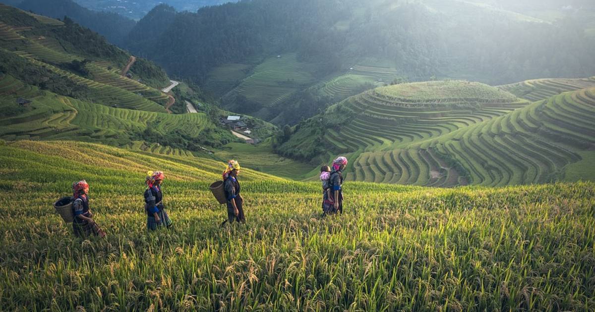 Rice Harvest in Myanmar - Best Time