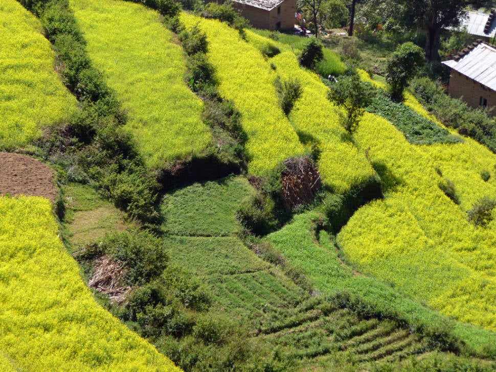 Mustard Fields in Bloom in Nepal - Best Season