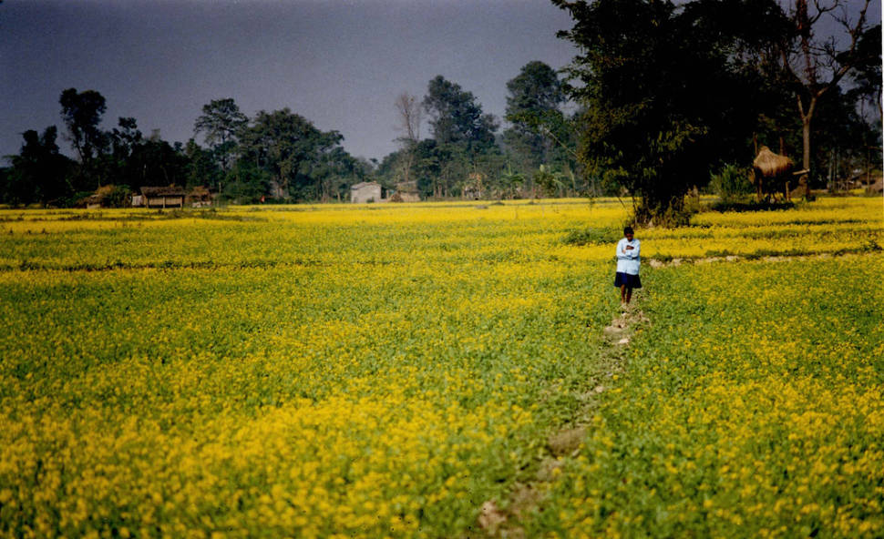 Mustard Fields in Bloom in Nepal - Best Time