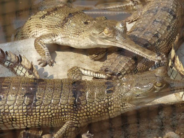 Gharial Crocodiles - Conservation Breeding Center