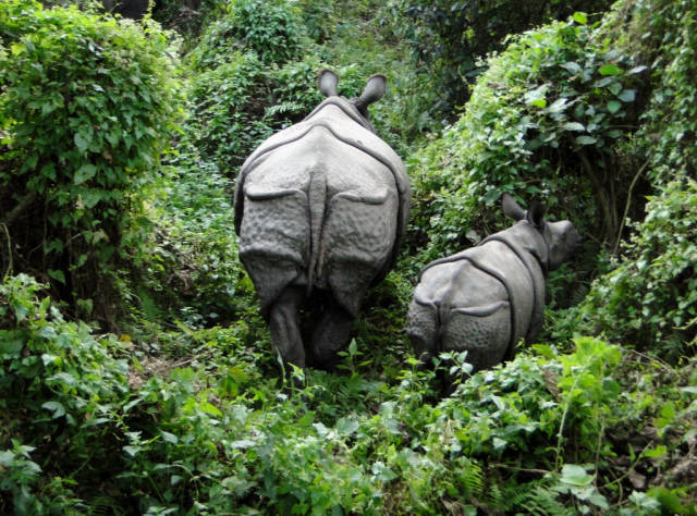 Safari at Chitwan National Park in Nepal - Best Season