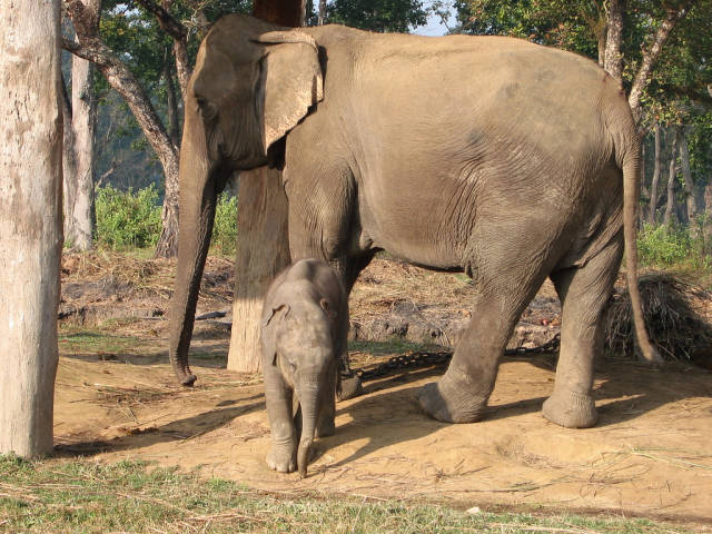 Safari at Chitwan National Park in Nepal - Best Time