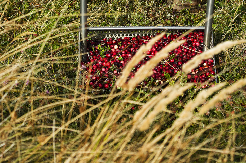 Cranberries at Terschelling and Vlieland in The Netherlands - Best Season