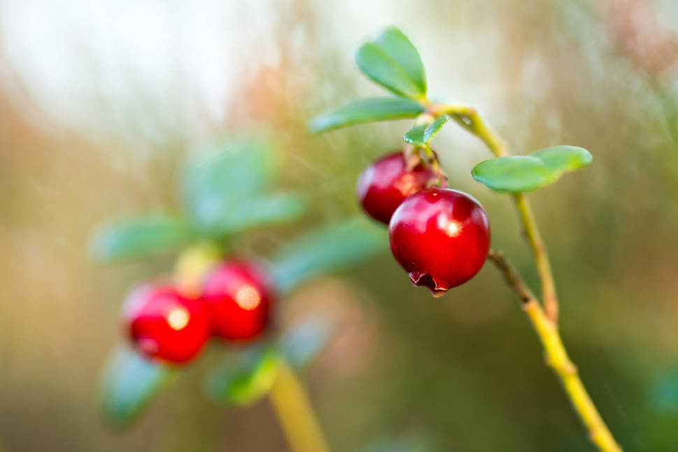 Cranberries at Terschelling and Vlieland in The Netherlands - Best Time