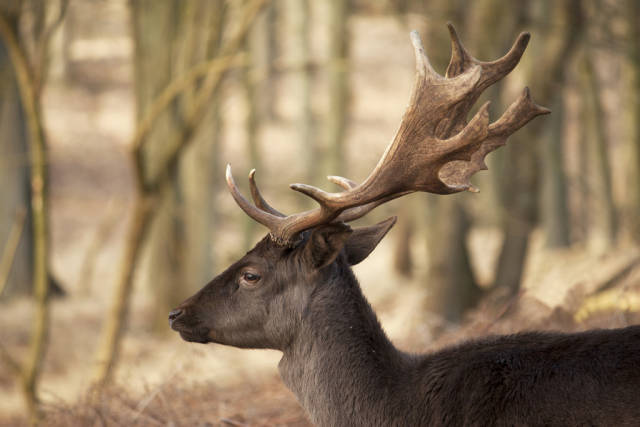 Deers at Zandvoort aan Zee in The Netherlands - Best Season