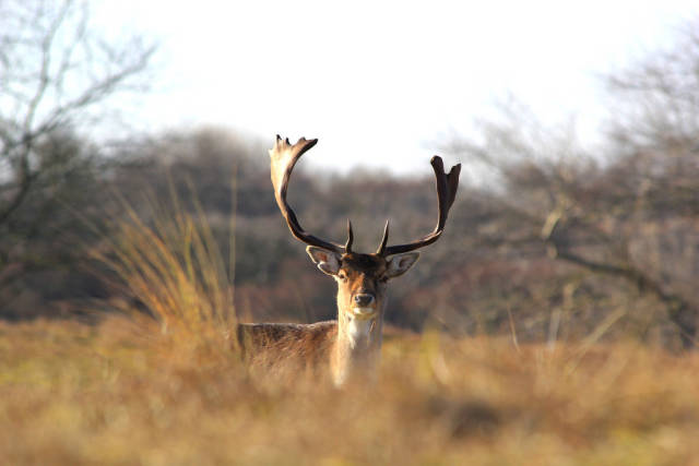 Deers at Zandvoort aan Zee in The Netherlands - Best Time