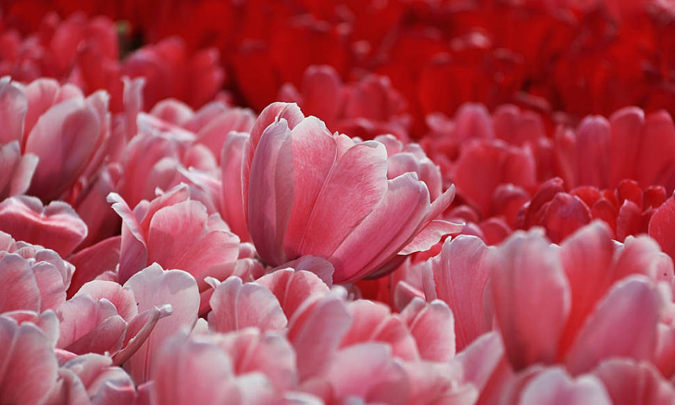 Best time for Keukenhof (Garden of Europe) in The Netherlands