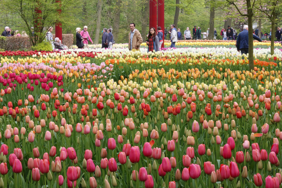 Best time to see Keukenhof (Garden of Europe) in The Netherlands