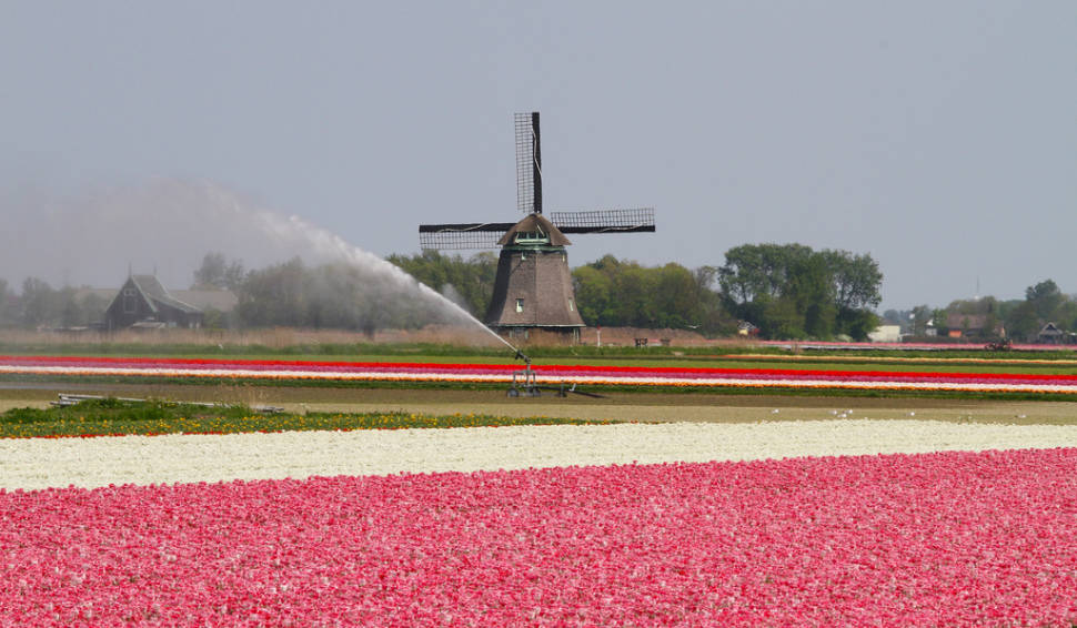 Keukenhof (Garden of Europe) in The Netherlands - Best Season