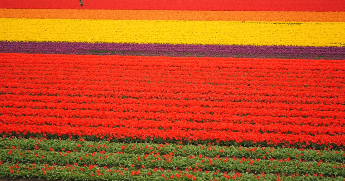 Keukenhof (Garden of Europe) in The Netherlands - Best Time