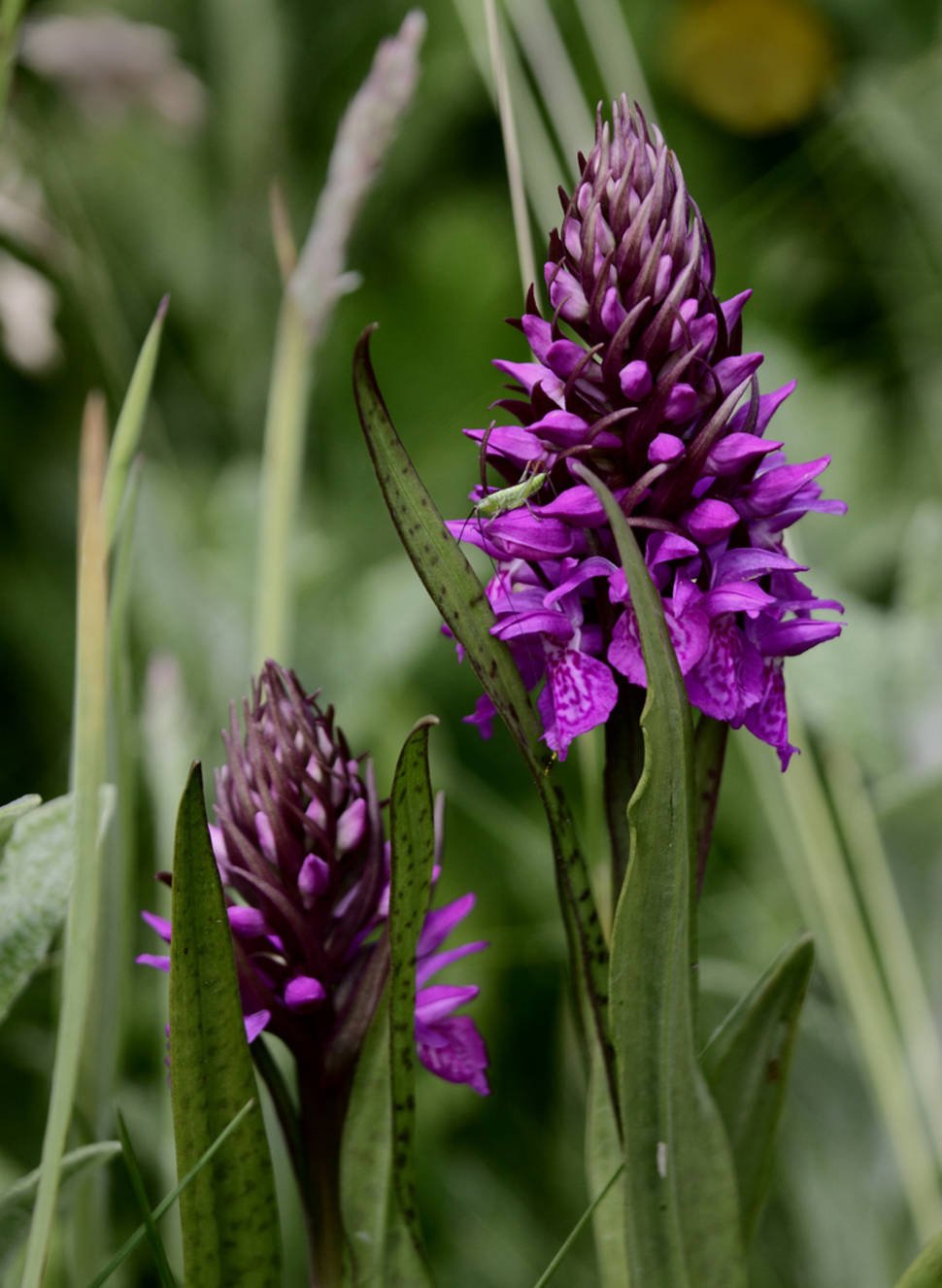 Best time for Orchids at Lauwersmeer in The Netherlands