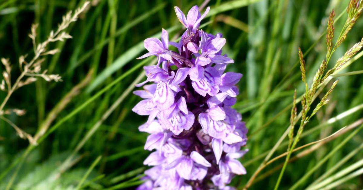 Orchids at Lauwersmeer in The Netherlands - Best Time