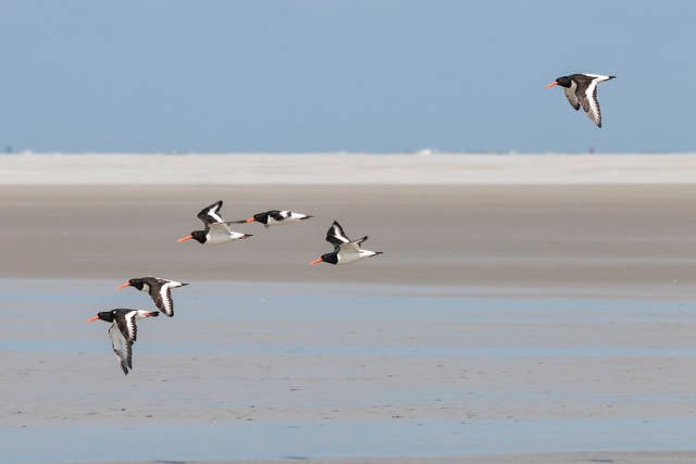 Schiermonnikoog in The Netherlands - Best Season